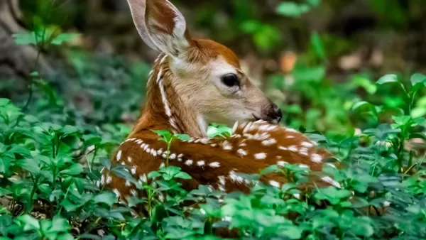 Horror o jelonku Bambim wkrótce w kinach. Jest zwiastun 