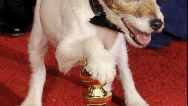 Pierwsza edycja "Złotych obroży" dla czworonożnych aktorów