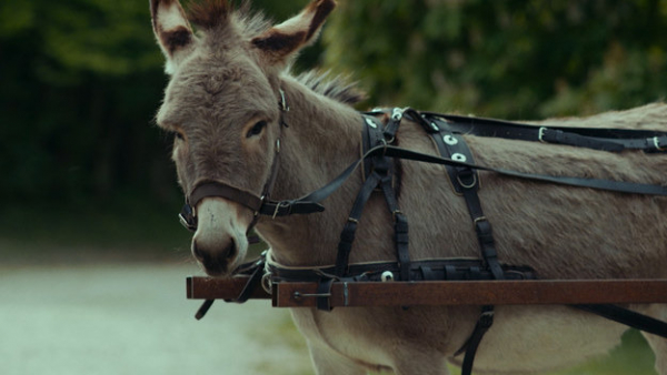 "IO" Jerzego Skolimowskiego z nominacją do Oscara w kategorii najlepszy pełnometrażowy film międzynarodowy