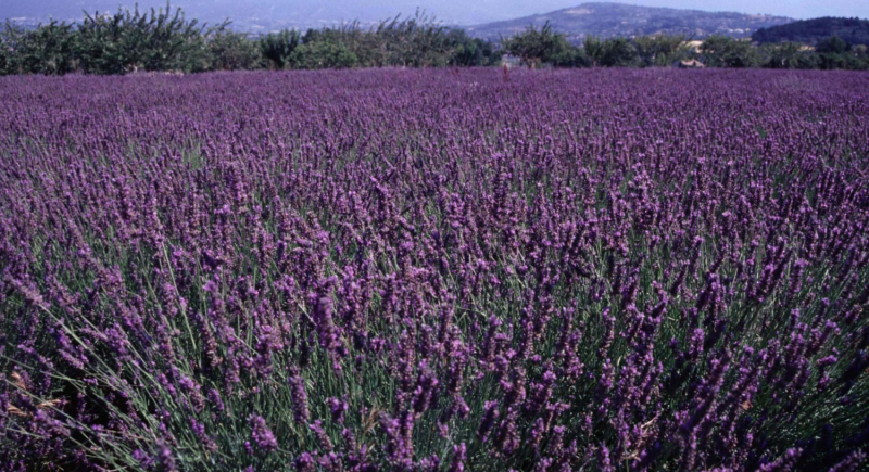 Lawendowe pole albo kino pod gwiazdami, czyli francuskie wakacje