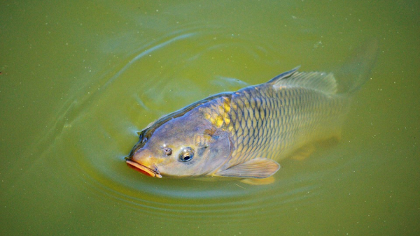 Karp na każdym wigilijnym stole, czyli jak to z tą tradycją było