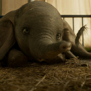DUMBO - Premiera Blu-ray™ i DVD 14 sierpnia!     