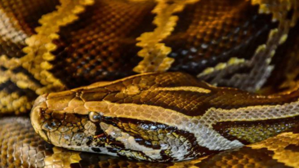 Odkryto nowy gatunek węża i nazwano na cześć postaci z „Harry’ego Pottera”