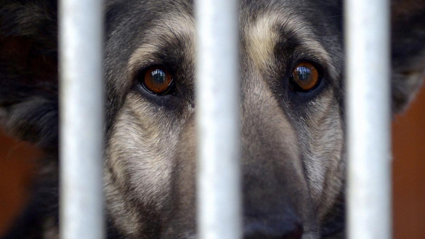 Karma wraca - akcja studentów na rzecz zwierząt