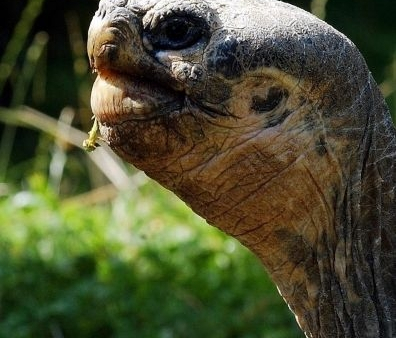 Żółwie z Galapagos nieskore do prokreacji nawet przy muzyce