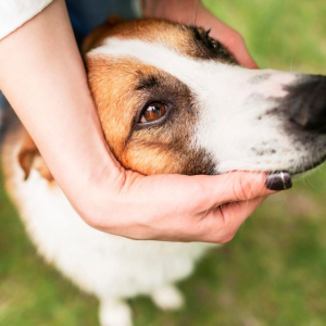 Choroby przenoszone przez kleszcze u psów – objawy, których nie wolno bagatelizować