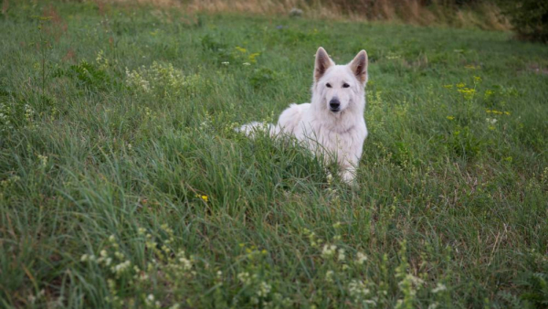 Czy psy mogą wykrywać osoby zarażone Covid-19?