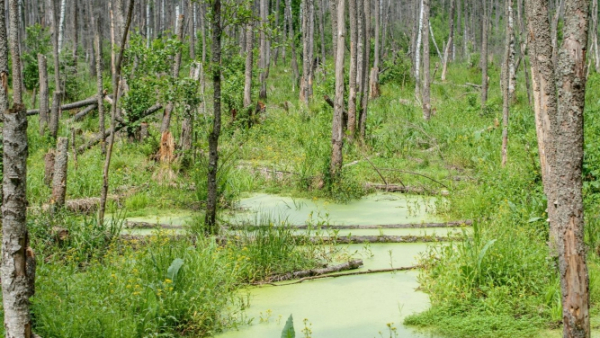 Puszcza Białowieska w najnowszej produkcji twórców "Mikrokosmosu"