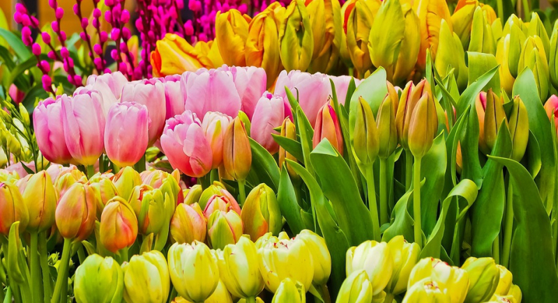 Festiwal kwiatów powita wiosnę w Nowym Jorku