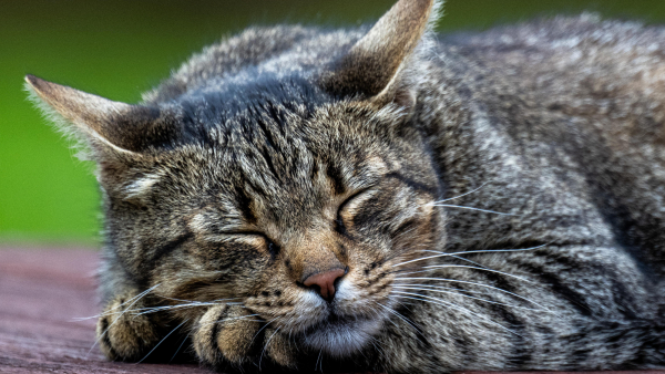 W bibliotece w Worcester kary za zgubione książki można spłacić zdjęciami kotów
