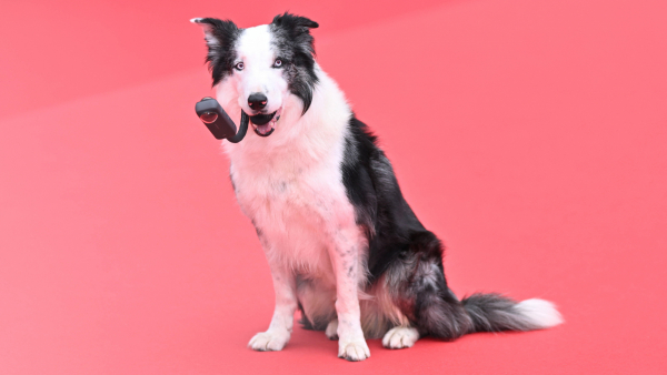 Międzynarodowy Dzień Psa - oto psy, które oczarowały filmową publiczność