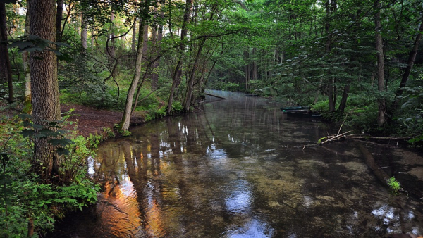 Powstała płyta z dźwiękami przyrody polskich rzek