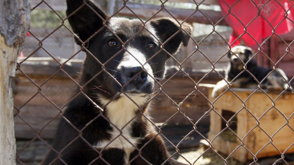 Psy ze schroniska wytropią... Pokemony