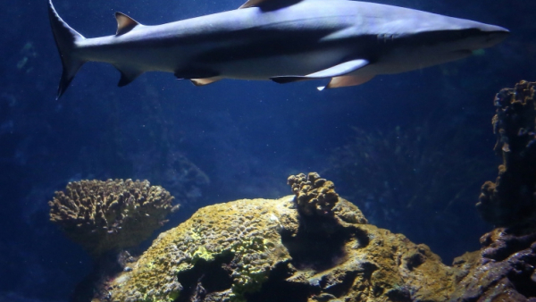 Powstanie musical o rekinie z filmu „Szczęki”