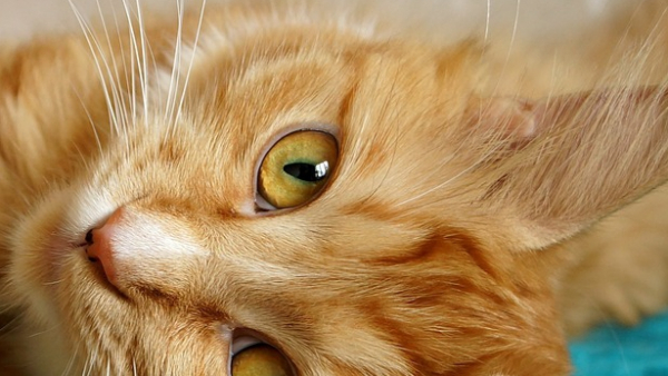 Powstanie rzeźba kota, który lubił żeglować