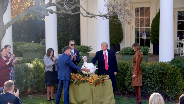 Ułaskawienie indyka 