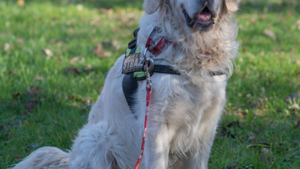 Trzecia wzruszająca psia historia już w księgarniach