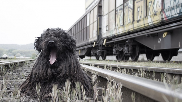 1 lipca psy pojadą koleją