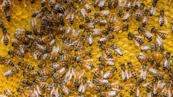 8 sierpnia - Wielki Dzień Pszczół