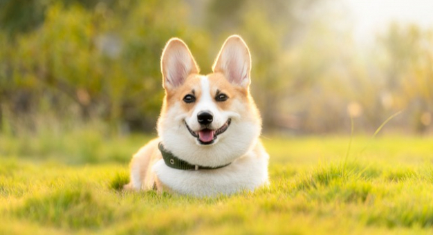 Wielkie starcie: sucha czy mokra karma dla psa? Wybieramy najlepszą opcję dla Twojego pupila