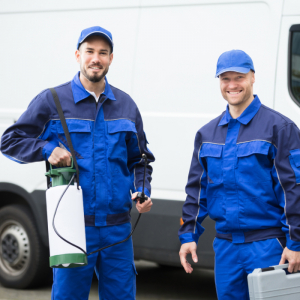 Walczysz z uciążliwymi owadami? Musisz znać te metody!