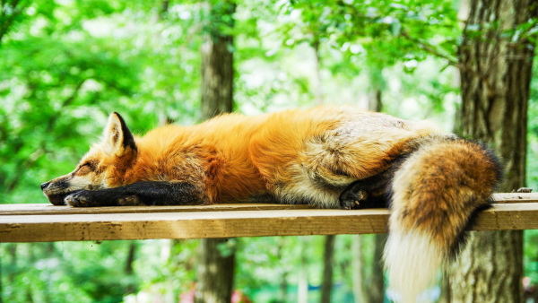 Muzyk nagrał płytę dla wiernego fana… A jest nim lis preriowy
