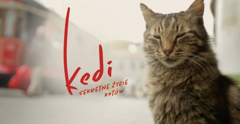 Słynne miasto z perspektywy futrzaków. "Kedi - sekretne życie kotów" wkrótce w kinach