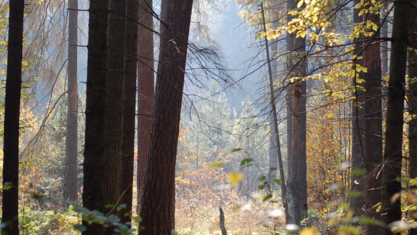 "Puszcza" i "rezydent" Słowami Roku 2017