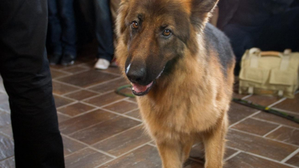 Rozpoczęły się zdjęcia do 11. sezonu "Komisarza Alexa"