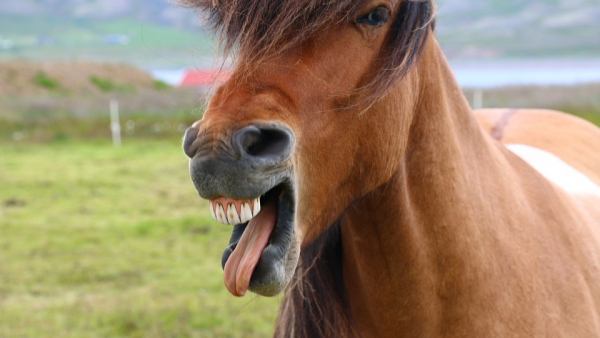 „Nie da się kochać kobiet po 50.” Kontrowersyjne słowa francuskiego pisarza