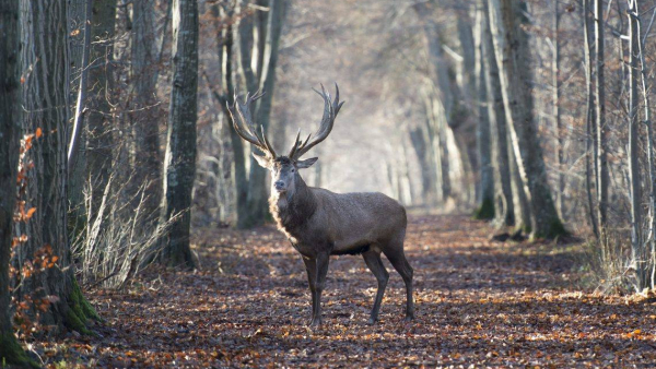 M2 Films udostępnia bezpłatnie „Królestwo”, najpiękniejszy film przyrodniczy ostatnich lat!