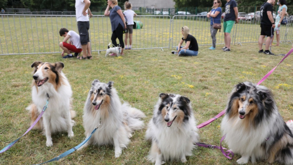 Psy wiedzą, czy ktoś postępuje celowo, czy robi coś niechcący