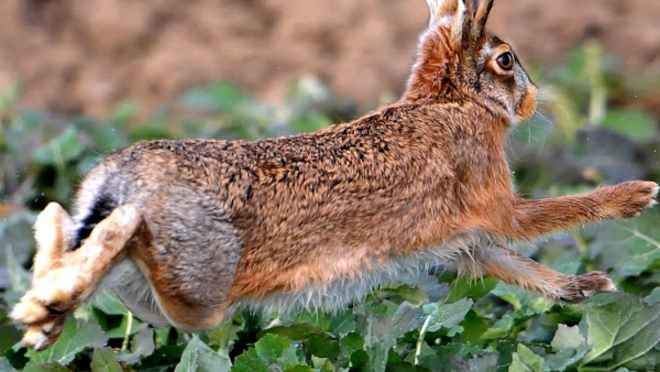 Okres godowy zajęcy, czyli kobieta mnie bije