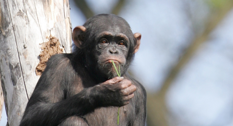 Szympansica  z warszawskiego zoo znów maluje na rzecz ratowania goryli i szympansów