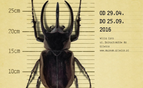 Architekci, artyści, zabójcy, grabarze – wystawa o owadach