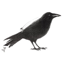 "Czarny ptak - Suzy Lee