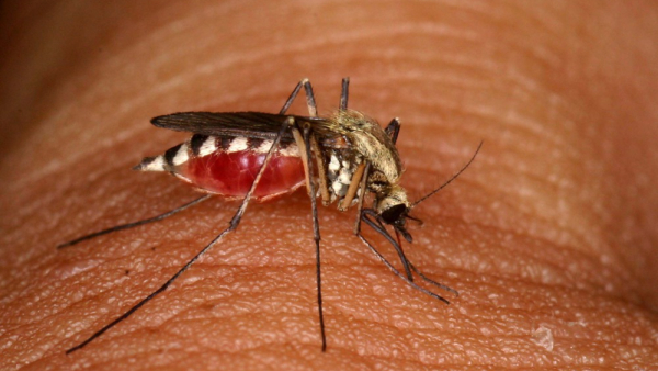 Skuteczny środek na komary można zrobić w domu. Wystarczy mieć olejki eteryczne