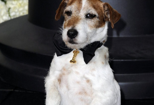 Pies z oscarowego "Artysty" nie żyje