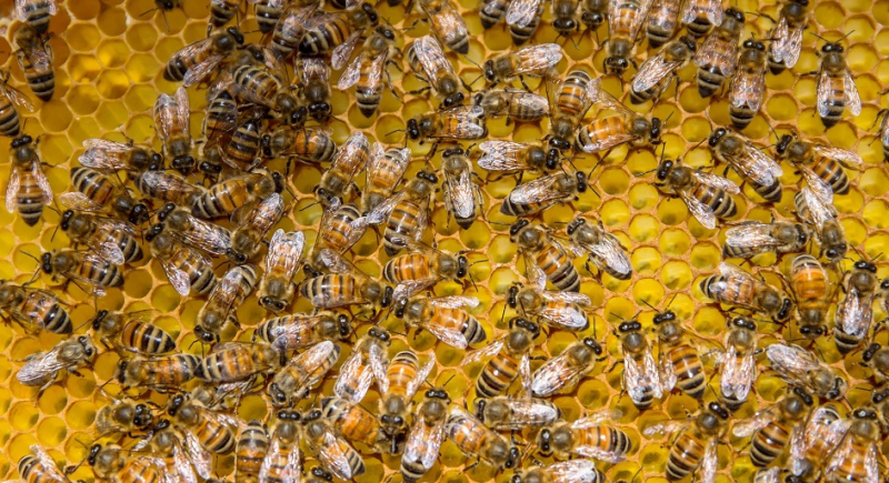 8 sierpnia - Wielki Dzień Pszczół