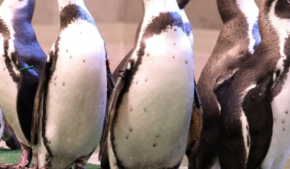 Pracownicy Sea Life London Aquarium puszczają pingwinom świąteczne filmy