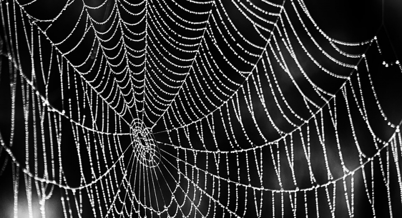 Naukowiec bada, jak brzmi pajęczyna, aby nauczyć się języka pająków
