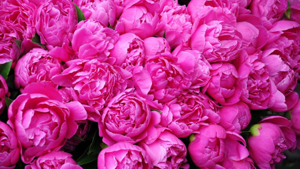 Wystawa Piwonii w Ogrodzie Botanicznym w Łodzi