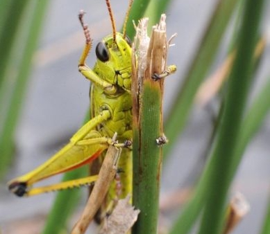 Od milionów lat pasikoniki i świerszcze imponują świetnym słuchem