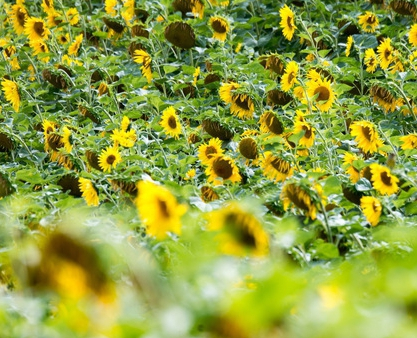 Labirynt z tysięcy słoneczników