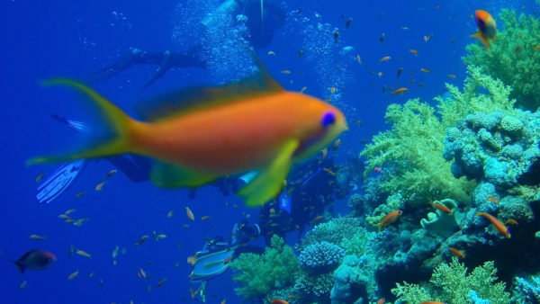 NASA zaprasza do badania koralowców