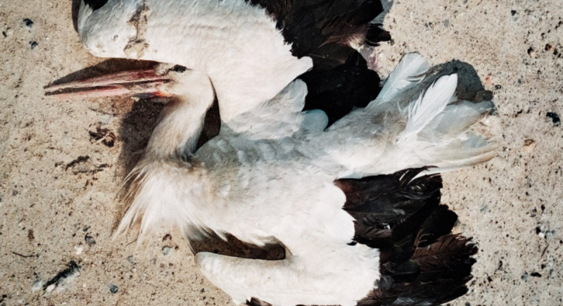 "Wesele" zwycięzcą Opolskich Konfrontacji Teatralnych "Klasyka Żywa"