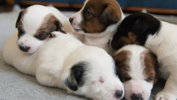 Naukowcy udowodnili, że oglądanie zdjęć i filmów ze zwierzątkami buduje odporność na stres