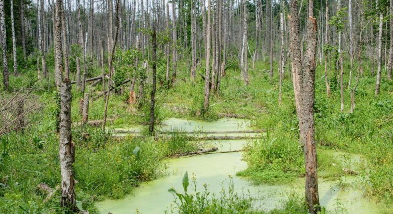 Puszcza Białowieska w najnowszej produkcji twórców "Mikrokosmosu"
