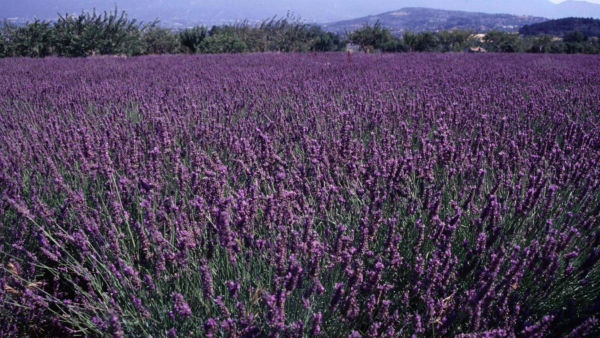 Lawendowe pole albo kino pod gwiazdami, czyli francuskie wakacje