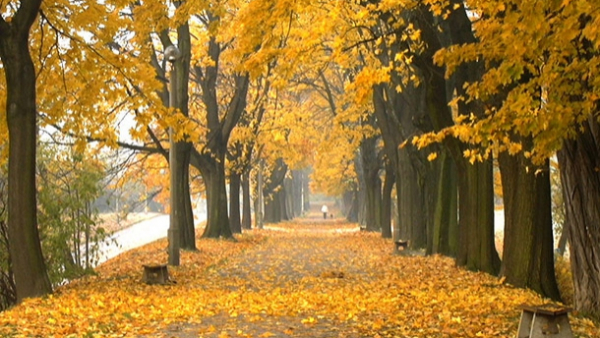 Dziś pierwszy dzień jesieni! Zobaczcie Kraków we mgle i złocie 